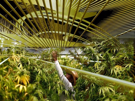 Press kit | 2121-10 - Press release | Sustainable Hemp and Medical Cannabis Farm - Margot Krasojević Architecture - Industrial Architecture - SCROG interior view vegatative growth state - Photo credit: Margot Krasojević