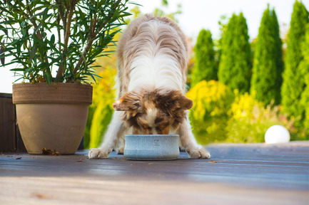 Press kit | 2438-01 - Press release | Swiss Start-Up Embellishes the Lives of Dogs and Owners - Volentis GmbH - Product - IDA Gold Award Winner - LABONI Dog Feeder Rocky - Photo credit: Volentis GmbH<br>