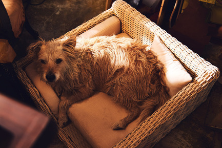 Press kit | 2438-01 - Press release | Swiss Start-Up Embellishes the Lives of Dogs and Owners - Volentis GmbH - Product - IDA Silver Award Winner - LABONI Dog Bed Cosmopolitan - Photo credit: Volentis GmbHIDA Silver Award Winner - LABONI Dog Bed Cosmopolitan<br>