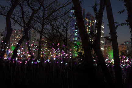 Press kit | 2193-01 - Press release | Butterfly Pavilion – Noor Island - 3deluxe - Urban Design - As dusk sets in, a landscape made of millions of tiny lights begins to twinkle in the northern half of the island. The spectacle transpires to be a sea of stalks swaying softly in the wind and slowly changing their colour. - Photo credit: Sascha Jahnke