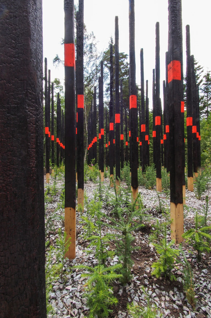 Press kit | 837-10 - Press release | The 16th International Garden Festival at Les Jardins de Métis / Reford Gardens will BUZZ in 2015! - International Garden Festival / Reford Gardens - Landscape Architecture - AFTERBURN<br>by Civilian Projects [Ksenia Kagner, Nicko Elliott]<br>Brooklyn, New York, United States<br><br>A post-apocalyptic experience that allows visitors to see how nature renews by itself after a fire and how she manages to heal damaged landscapes.   - Photo credit:  Louise Tanguay 