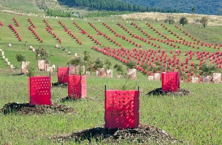 Press kit | 661-26 - Press release | 2014 Winners announced Day three - World Architecture Festival (WAF) - Competition - National Arboretum Canberra, Australia, designed by Taylor Cullity Lethlean and Tonkin Zulaikha Greer - Photo credit: Taylor Cullity Lethlean and Tonkin Zulaikha Greer