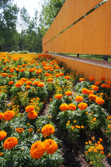 Press kit | 837-08 - Press release | The Gardens of the 15th International Garden Festival seduce visitors - International Garden Festival / Reford Gardens - Event + Exhibition - SECRET ORANGE by Nomad Studio [William E. Roberts, Laura Santin]<br>New York, United States - Photo credit: Louise Tanguay