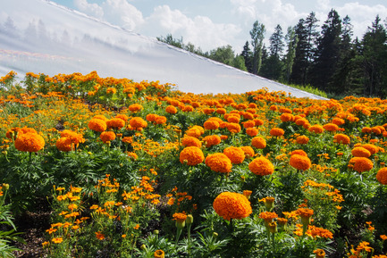 Press kit | 837-08 - Press release | The Gardens of the 15th International Garden Festival seduce visitors - International Garden Festival / Reford Gardens - Event + Exhibition - SECRET ORANGE by Nomad Studio [William E. Roberts, Laura Santin]<br>New York, United States - Photo credit: Louise Tanguay 