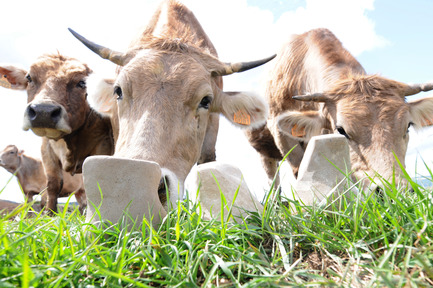 Press kit | 701-11 - Press release | GERARD MOLINÉ presents his first art exhibition in Barcelona - Musée d'art contemporain de Montréal (MAC) - Event + Exhibition - Photo credit: Gerard Moline