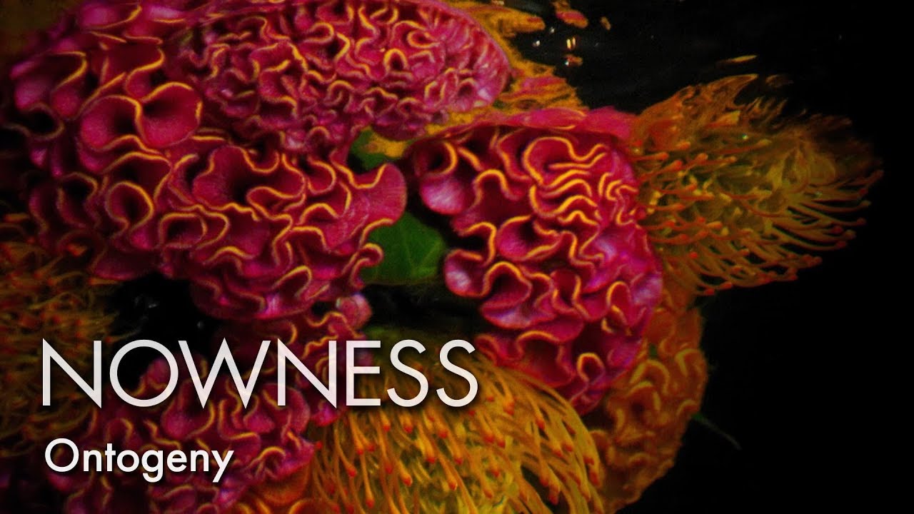 An underwater voyage revealing the secret life of flowers - Dezign Ark
